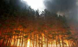 300000 de hectare de pădure din Siberia au fost cuprinse de incendii