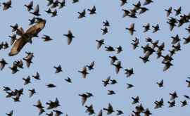Женщиналебедь полетит со стаей птиц по пути их миграции ВИДЕО