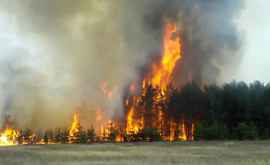 Incendiu de pădure în Rezina FOTO 