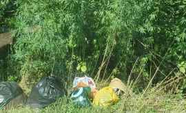 Unii locatari din Chișinău nevoiți să arunce gunoiul menajer pe o zonă verde