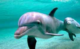 Дельфин поблагодарил рыбаков за спасение детеныша ВИДЕО