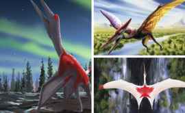 Представитель нового вид птерозавров оказался одним из крупнейших летающих животных в истории Его назвали холодный дракон
