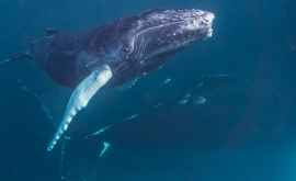 Ученые зафиксировали резкое сокращение численности горбатых китов у побережья Чукотки