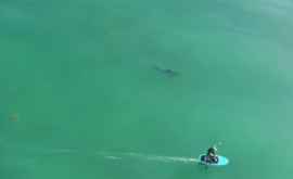 A filmat cu drona cum un rechin se apropie de un surfer VIDEO