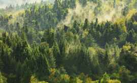 Acidificarea antropică a pădurilor face ca acestea să nu răcească ci să încălzească planeta