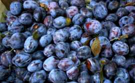 Rusia a interzis importul a încă aproape 20 tone de prune din Moldova 