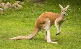 В Австралии разрешат отстрел кенгуру