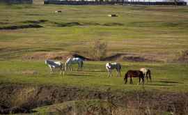 Găgăuzia vrea să creeze un complex turistic în baza unei ferme de cai din CeadîrLunga