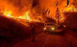 Incendii de vegetaţie în Australia VIDEO