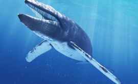 Китовый шепот спасает молодых китов от хищников
