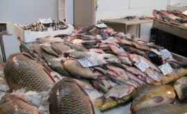 НАБПП проводит обучение продавцов рыбы в Кишиневе