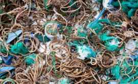 Pe teritoriul unei rezervații de păsări din Marea Britanie au fost găsite milioane de fragmente de gunoi 