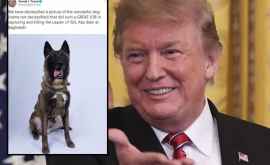 Трамп порвал сеть фейковым фото с собакой и Багдади Мы рассекретили