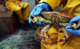 Un crab de zăpadă sa vândut în Japonia la un preţ record