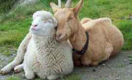 Cele mai rare rase de oi şi capre au fost expuse la Cimișlia