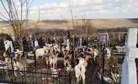 O turmă de capre din Chișinău filmată în cel mai mare cimitir din Europa FOTOVIDEO