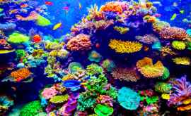 В Карибском бассейне массово гибнут кораллы