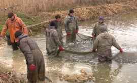 În gospodăriile piscicole din Moldova are loc plasarea puietului în crescătorii VIDEO