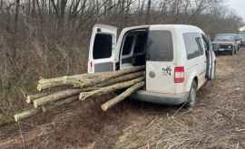 Браконьера застали за вырубкой деревьев в лесу Карпинен
