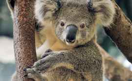 Un koala devenit vestit după ce a fost salvat din flăcări în Australia a murit
