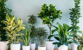 Учёные развеяли миф о комнатных растениях