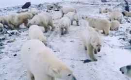 Российское село захватили белые медведи 