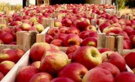 Moldova ar putea exporta mere în India