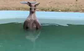 În Australia un cangur a făcut baie în piscină pe vreme caniculară