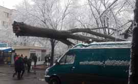 На Ботанике рухнуло дерево и повредило машину ФОТО