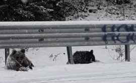 Doi pui de urs surprinşi în timp ce se joacă în zăpadă la marginea unui drum VIDEO