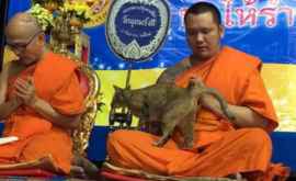 Răbdarea unui călugăr budist pusă la încercare de o pisică dornică de afecţiune VIDEO 