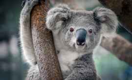 75 mii de persoane au semnat o petiţie pentru ca urșii koala să fie mutați în altă țară
