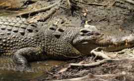 Житель Австралии провёл три недели в кишащем крокодилами лесу и выжил