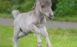 В Ленинградской области родился самый маленький конь в мире Видео
