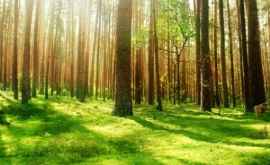 Правда о статистике Молдова ежедневно теряет 73 га леса
