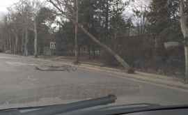 Copaci doborîți și mașini avariate în urma vîntului puternic FOTO