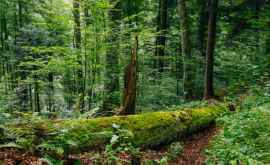 Молдова ежедневно теряла 73 га леса Расшифровка и аргументация цифр ВИДЕО