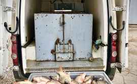 Peste 500 kg de pește viu vor fi distruse de ANSA