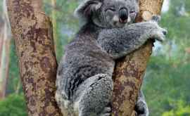 Anchetă de amploare în Australia după ce peste o sută de koala au fost găsiţi morţi