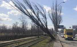 Stihia a pus stăpînire pe regiunea Odessa copaci doborîți tramvaie blocate acoperișuri smulse