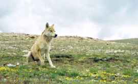 A fost identificată o nouă specie de lupi