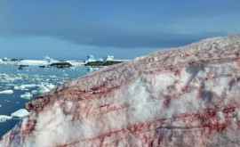 Снег в Антарктиде стал красным Как объясняют исследователи это явление ФОТО