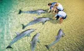 În Australia există o plajă unde se adună oamenii și delfinii pentru a comunica