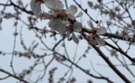 Весна торопится в Ботаническом саду уже цветут абрикосовые деревья ФОТО