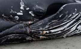 Радиочастотные шумы стали причиной выбрасывания китов на берег