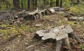 По приказу Министерства окружающей среды запрещена вырубка лесов