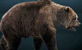 Биологи назвали причину вымирания пещерных медведей