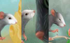 Neurobiologii au arătat cum zîmbesc șoarecii