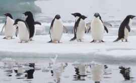 Pinguinii emit sunete sub apă în timpul vînătorii VIDEO