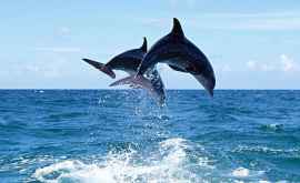 În portul din Odessa se joacă delfinii VIDEO